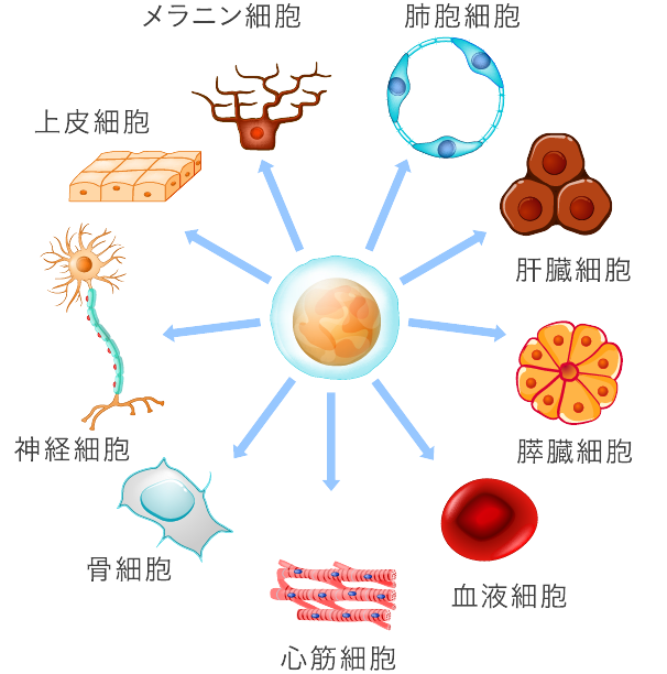 幹細胞について イメージ