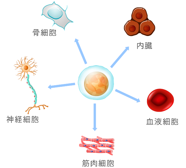 幹細胞が注目されている理由 イメージ