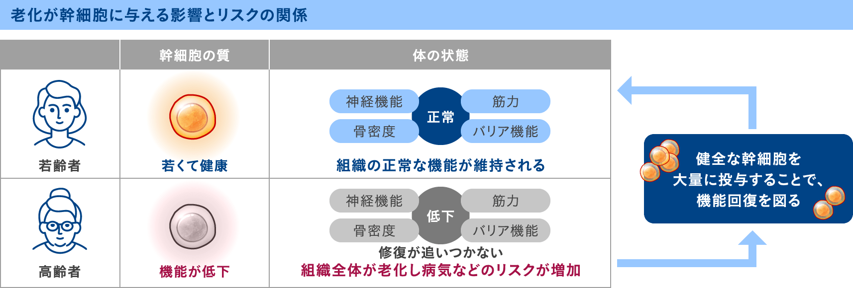 老化が幹細胞に与える影響とリスクの関係