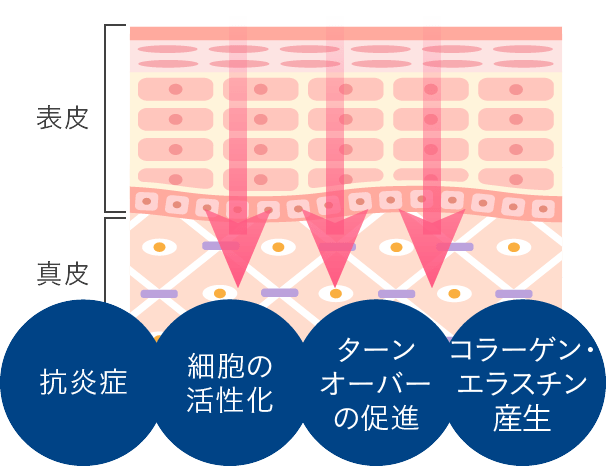 肌老化の原因から改善