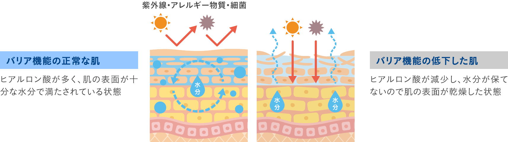 ヒアルロン酸の減少